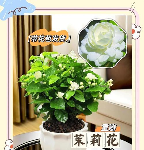 茉莉花的文化内涵是什么？象征意义有哪些？