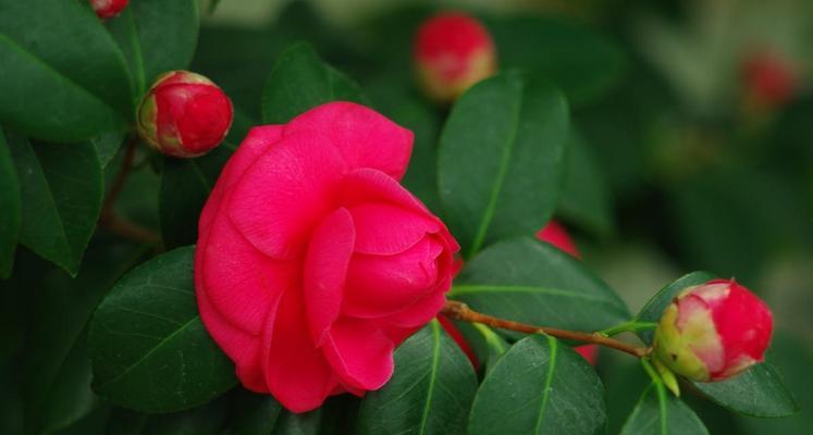 寓意吉祥如意发财的花是什么？这些花如何成为吉祥物？