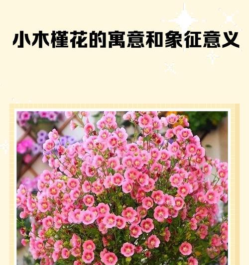 木槿花的颜色有哪些含义？木槿花语是什么？
