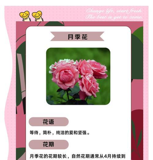 重阳节有哪些象征性的花？它们代表了什么意义？