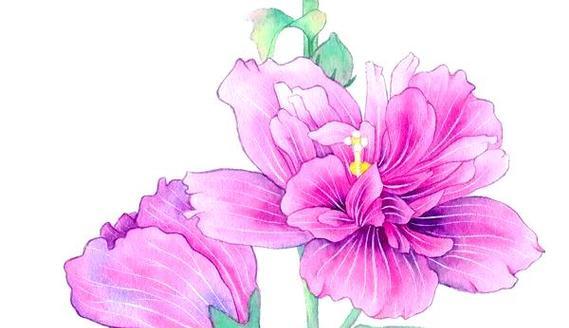 重阳节有哪些象征性的花？它们代表了什么意义？