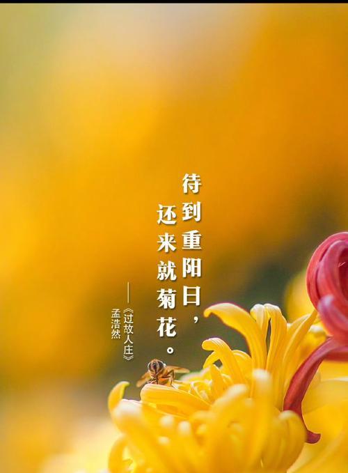 重阳节有哪些象征性的花？它们代表了什么意义？