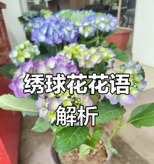 不同颜色的花隐藏着哪些含义？