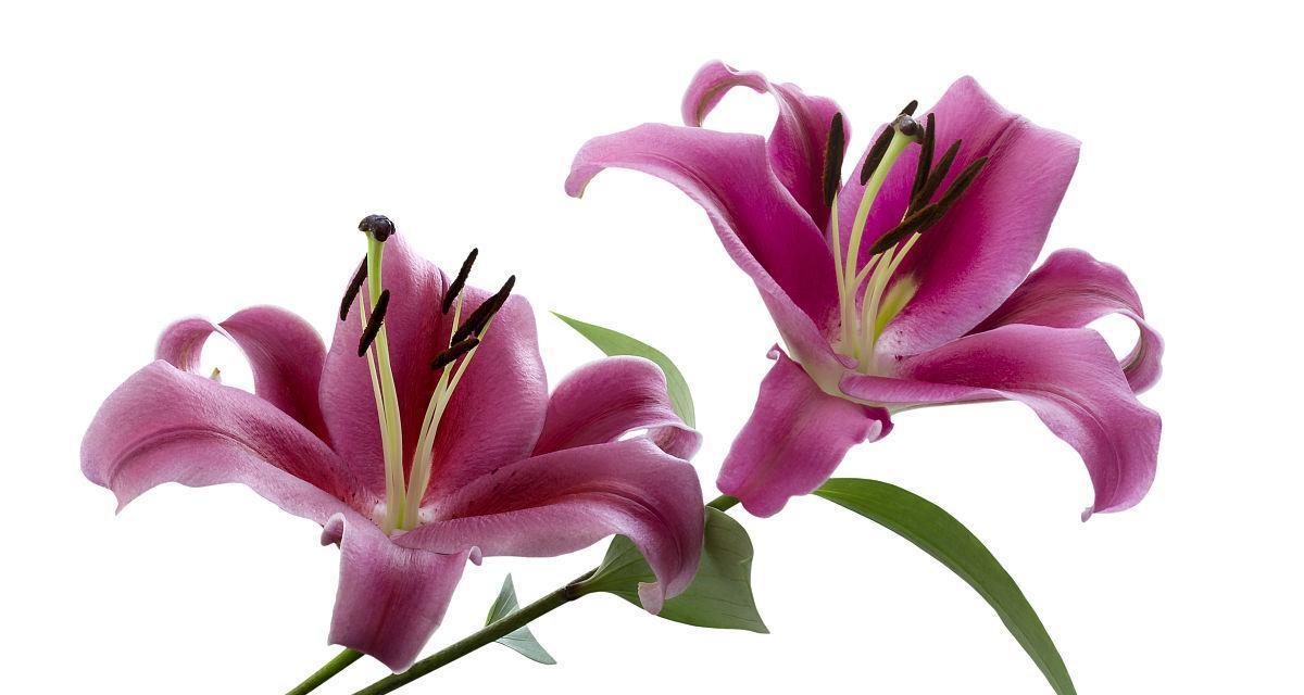 粉红色百合花寓意何在？