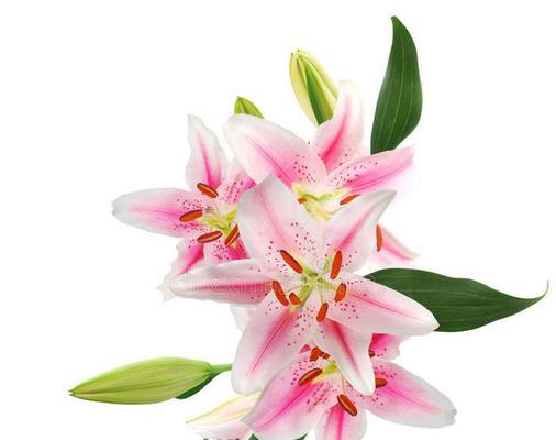 粉红色百合花寓意何在？