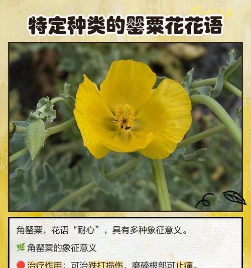 白色罂粟花的寓意是什么？