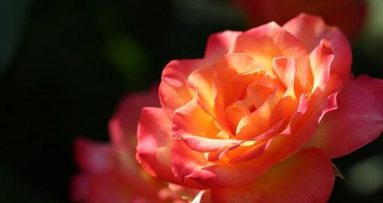 橙色玫瑰花象征什么？它的花语有哪些？