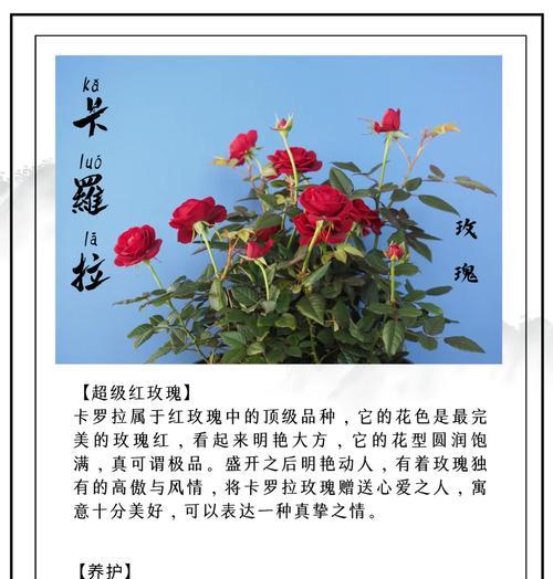 孟加拉哪种花象征爱情？