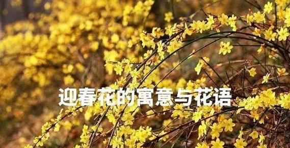 哪种花象征伟大爱情？伟大爱情的花语是什么？