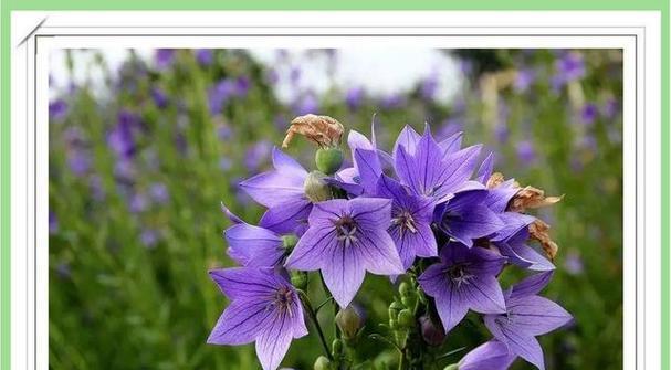 桔梗花在爱情中代表什么？