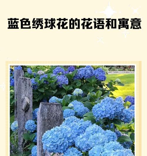 冰蓝色花朵的寓意是什么？