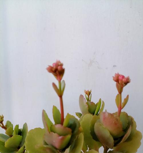 迎接春节的花语有哪些？