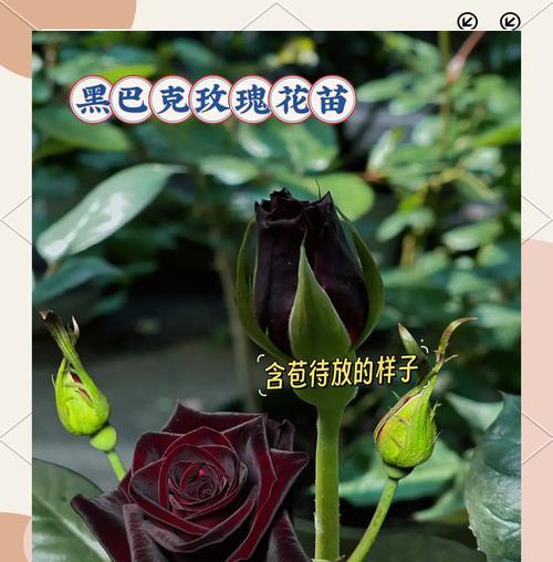 花卉优选浪漫花语有哪些？如何选择浪漫的花语？