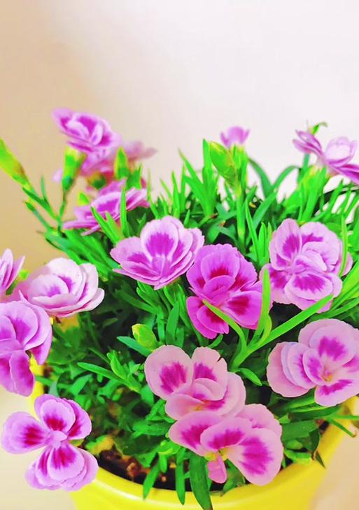 哪些花对小宝贝有祝福意义？花语是什么？