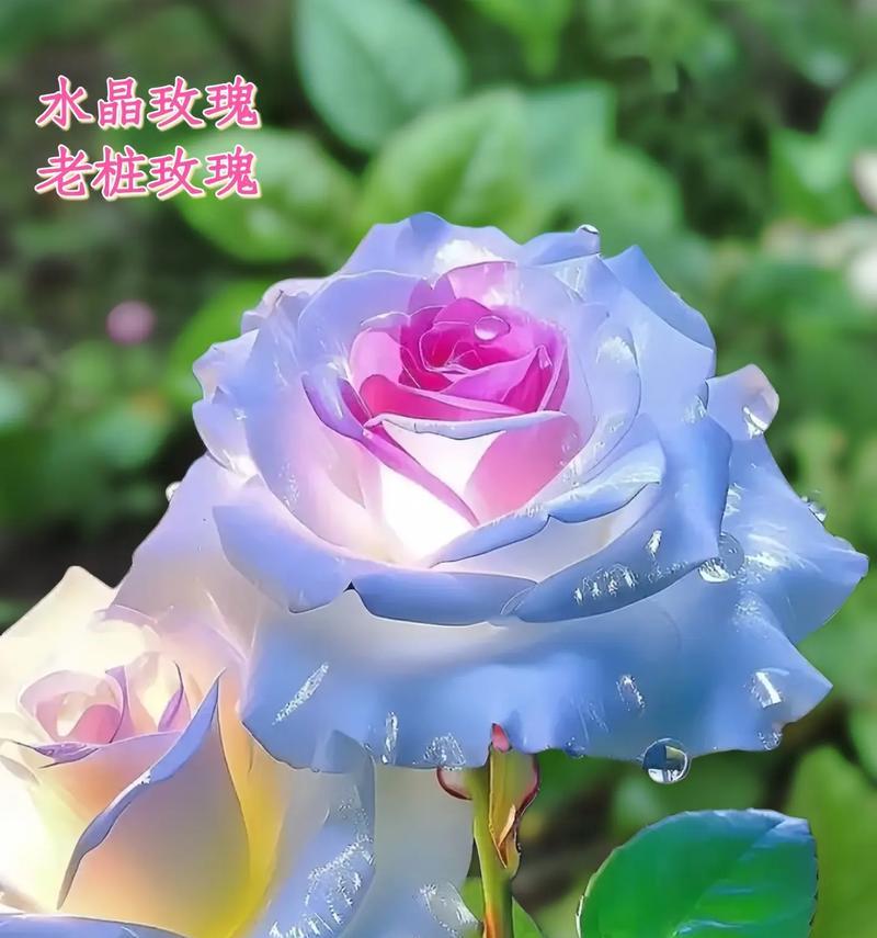 手捧水晶玫瑰花代表了什么？
