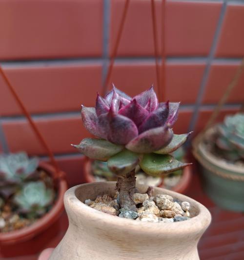 手捧水晶玫瑰花代表了什么？
