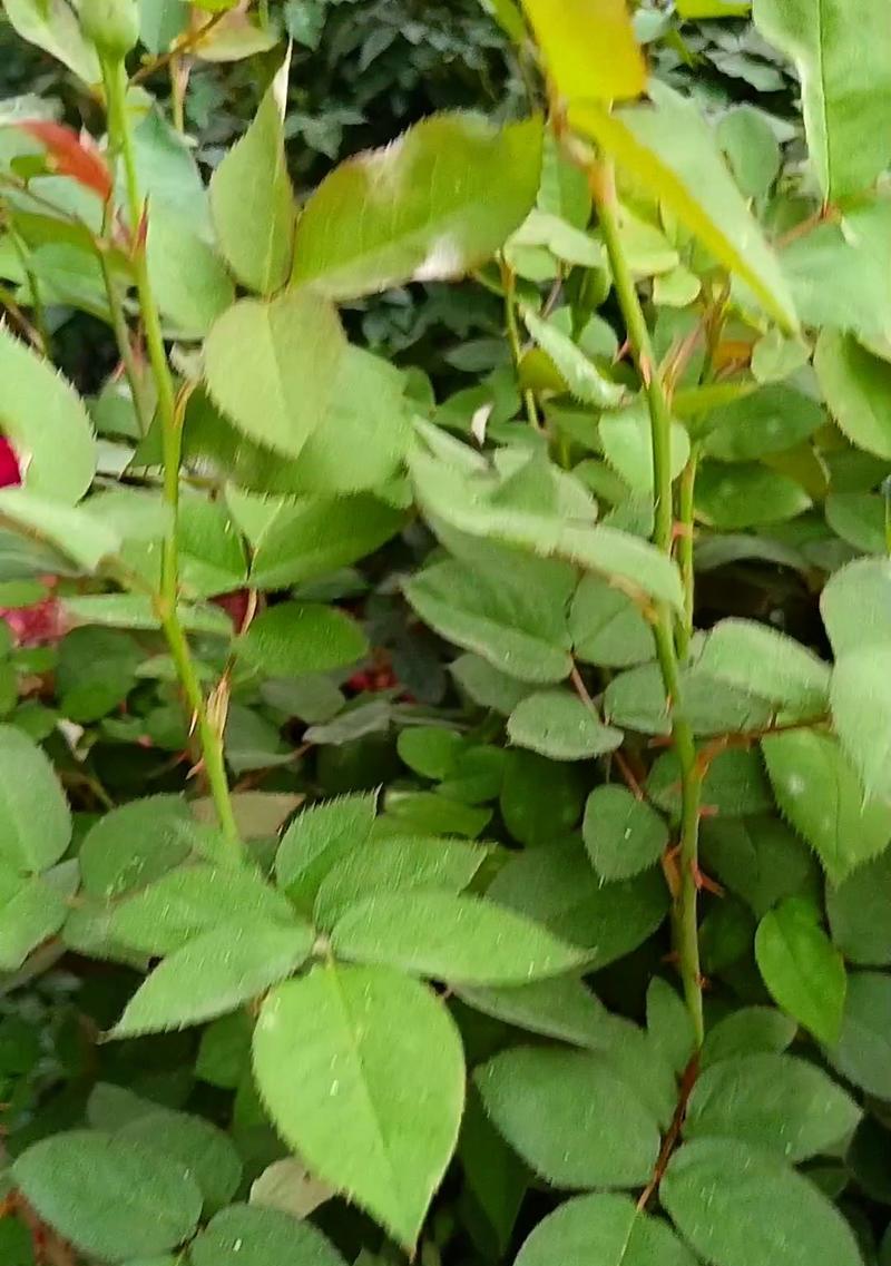 开业送绿色花的寓意是什么？绿色花代表什么意义？