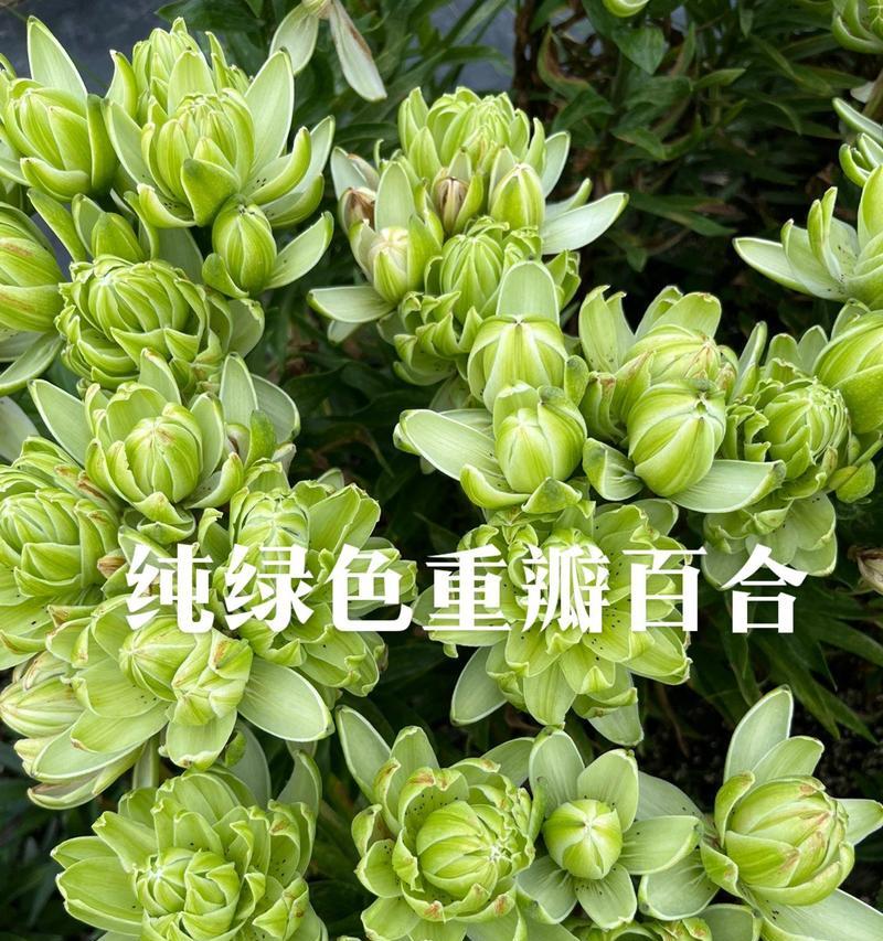 开业送绿色花的寓意是什么？绿色花代表什么意义？