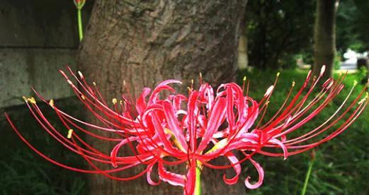 红色彼岸花代表什么？红色彼岸花的花语是什么？