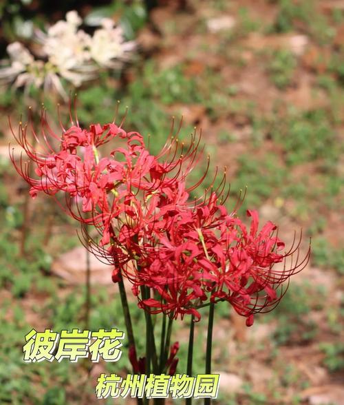 红色彼岸花代表什么？红色彼岸花的花语是什么？
