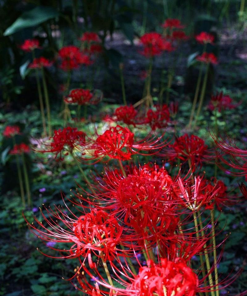 红色彼岸花代表什么？红色彼岸花的花语是什么？