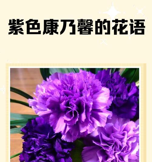紫色青春象征着什么？