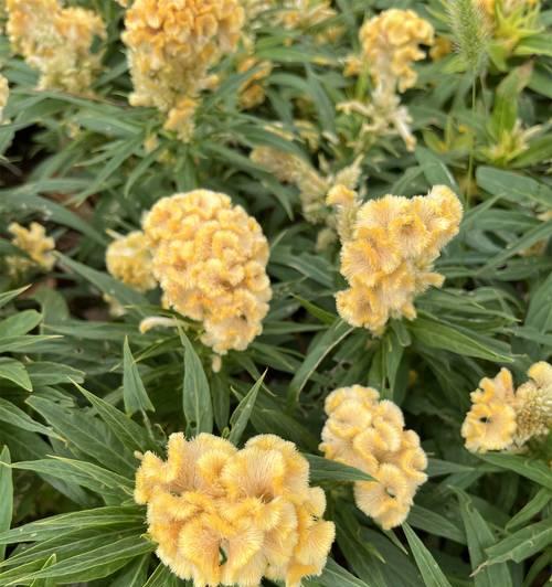 黄色花卉通常寓意着什么？