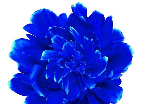 蓝色牡丹花的花语是什么？蓝色牡丹花的寓意是什么？