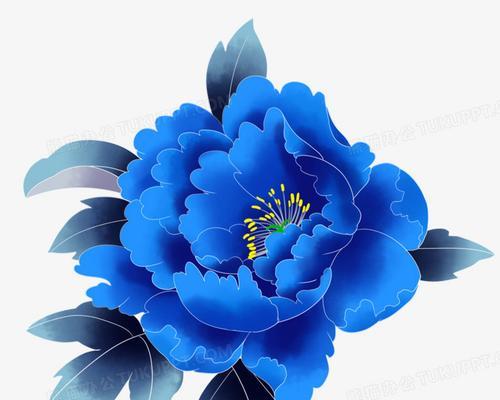 蓝色牡丹花的花语是什么？蓝色牡丹花的寓意是什么？