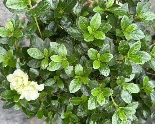 一朵绿色的花有没有什么寓意？绿色花象征着什么？