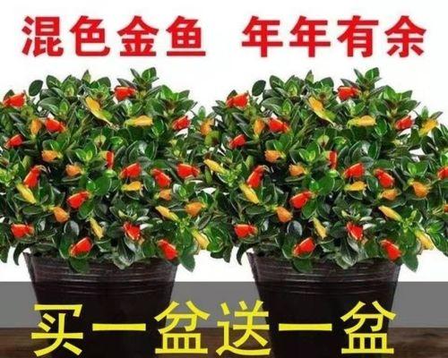 金鱼象征的花是什么？
