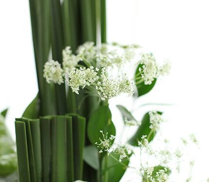 绿色花边被罩的花语是什么？绿色花边被罩有何寓意？