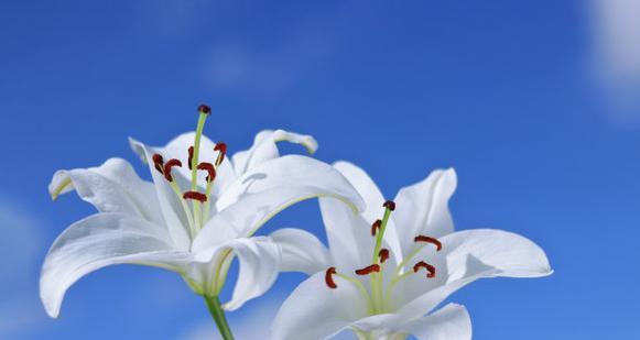 兰色百合花代表什么？它的象征意义有哪些？