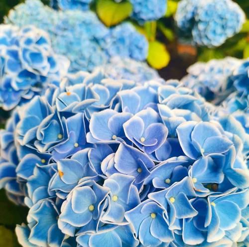 兰色百合花代表什么？它的象征意义有哪些？