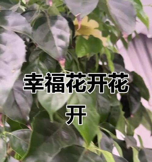 哪些花象征幸福树木？它们的寓意是什么？
