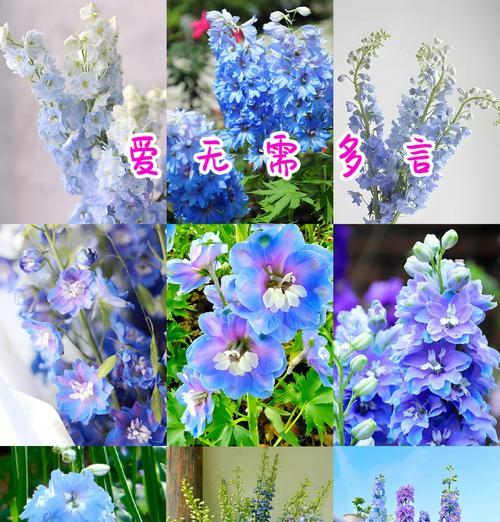 现在是什么季节的花语？当前季节花卉的寓意有哪些？