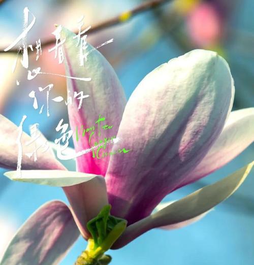 现在是什么季节的花语？当前季节花卉的寓意有哪些？