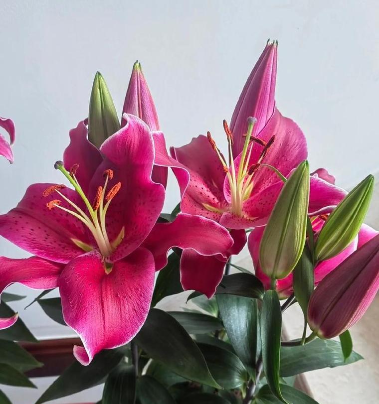 哪种红色的花寓意好？它的象征意义是什么？