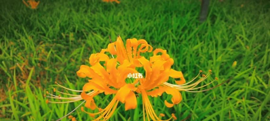 黄色曼陀罗花代表什么意义？