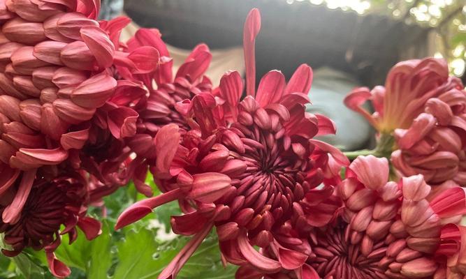 荷塘月色花代表什么？荷塘月色的花语是什么？
