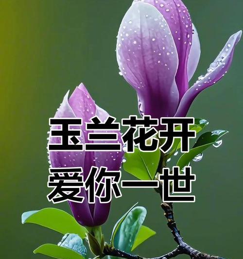 白梅花手捧花代表什么？