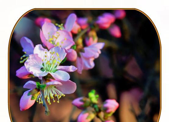 白梅花手捧花代表什么？