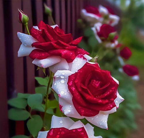 白梅花手捧花代表什么？