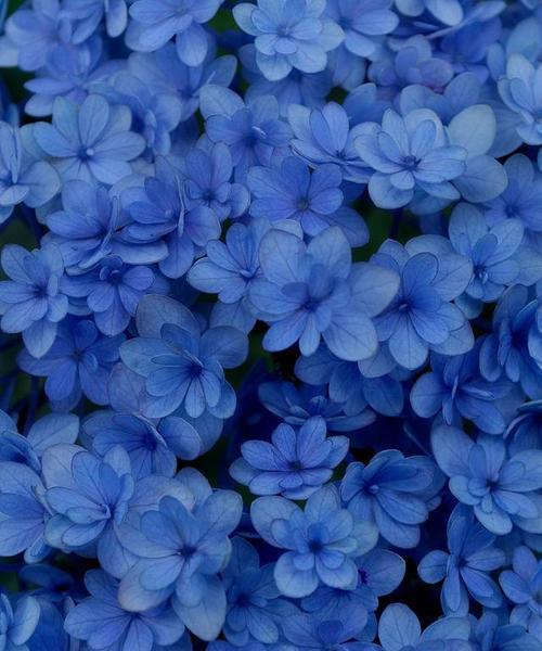 蓝色花代表爱情吗？蓝色花卉的寓意是什么？