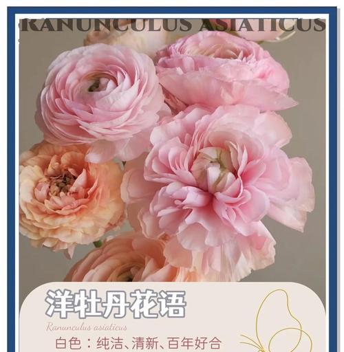 哪些花寓意最好幸福美好？幸福美好花语的花有哪些？