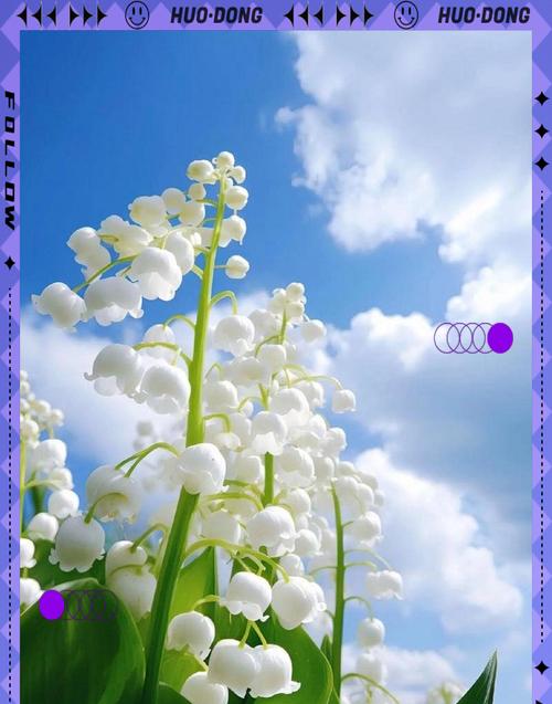 哪些花寓意最好幸福美好？幸福美好花语的花有哪些？