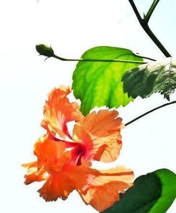 朱槿花象征着什么爱情？它的寓意是什么？