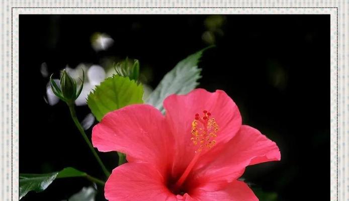 朱槿花象征着什么爱情？它的寓意是什么？