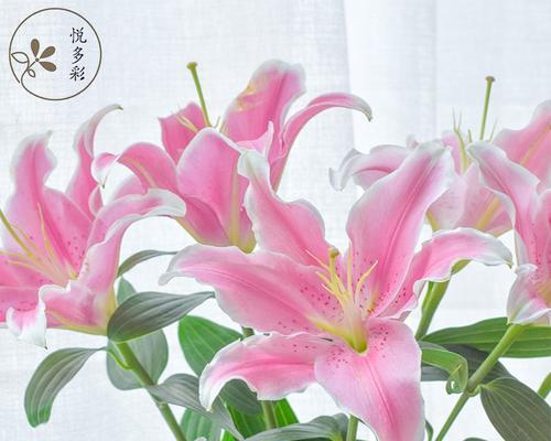 送长辈百合花有何寓意？