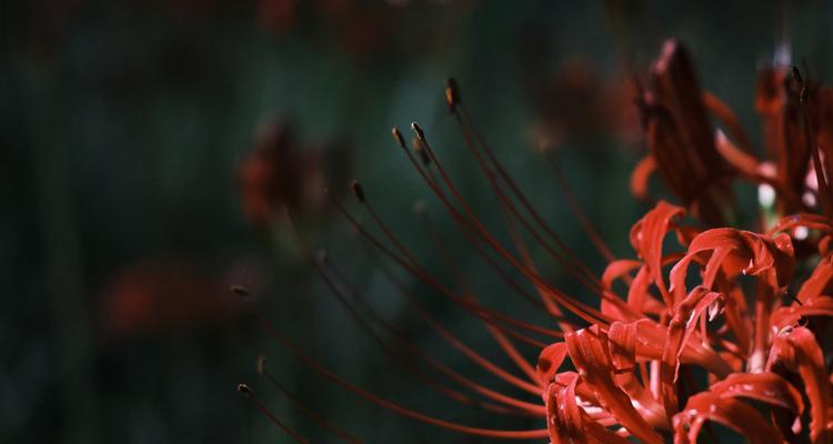 彼岸花象征着什么？彼岸花的传说和寓意是什么？